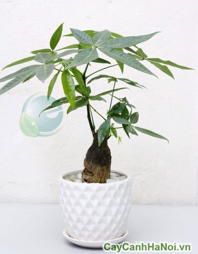 Cây Kim Ngân Cỏ 1 cay kim ngan co 1