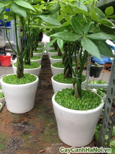 Cây Kim Ngân Cỏ 2 cay kim ngan co 2