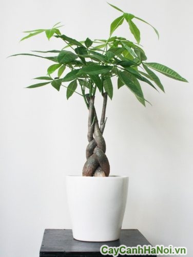 Cây Kim Ngân Cỏ cay kim ngan co