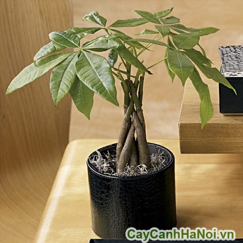 Cây Kim Ngân Cỏ 3 cay kim ngan co 4