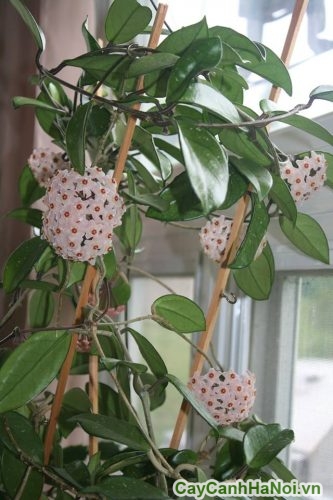 trang tri ban cong trang tri ban cong