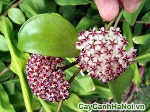 cham soc de dang cham soc de dang