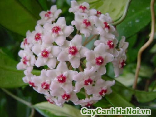 qua tang y nghia qua tang y nghia