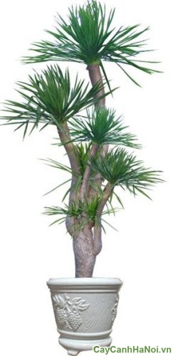 Cây Đại Lộc Văn Phòng cay dai loc 1