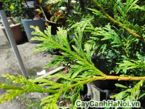 la cau cay la cau cay