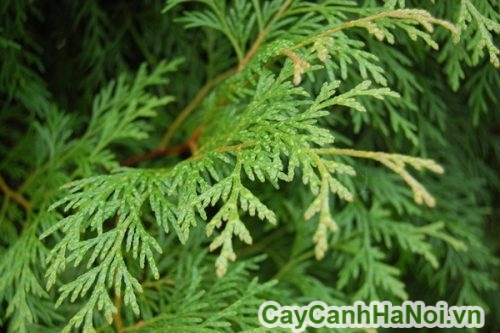 cay bach xanh 2 cay bach xanh 2