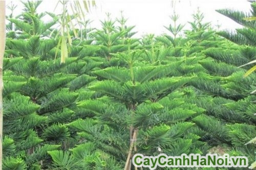 cay bach xanh 1 cay bach xanh 1