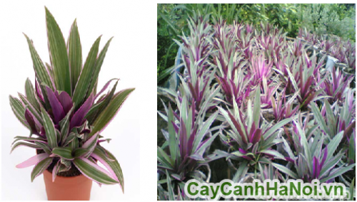 cay bay sac cau vong cay bay sac cau vong