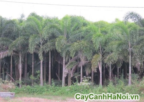 vuon Cay Cau Duoi Chon tai ha noi vuon Cay Cau Duoi Chon tai ha noi