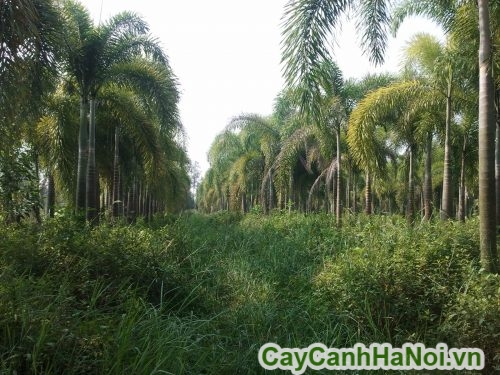 phan phoi cay cau duoi chon tai ha noi phan phoi cay cau duoi chon tai ha noi