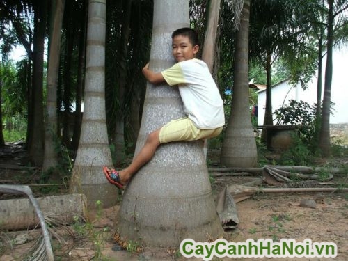 goc cay cau duoi chon goc cay cau duoi chon