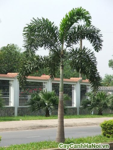 cay cau duoi chon lam cay cong trinh cay cau duoi chon lam cay cong trinh