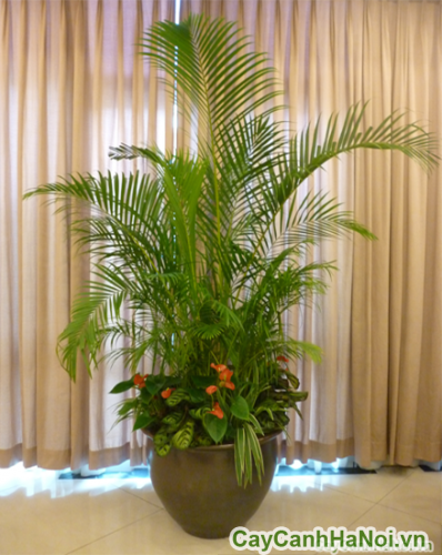 trang tri noi that trang tri noi that