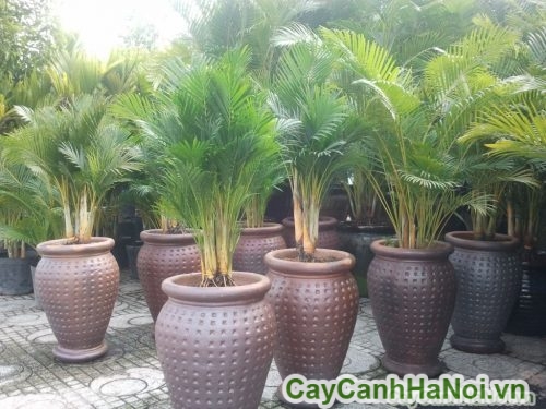 thương xuyen phoi nang cho cay thương xuyen phoi nang cho cay