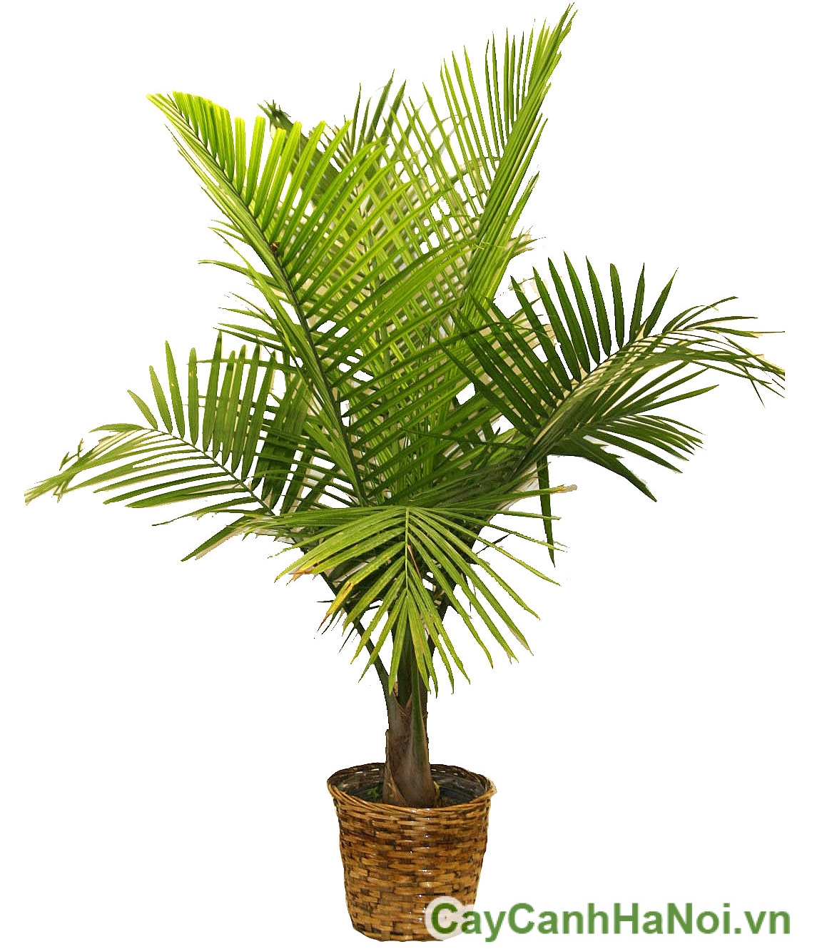 cay-co-nhat-1 cay co nhat