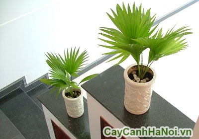 cay-co-nhat-3 trang tri noi that