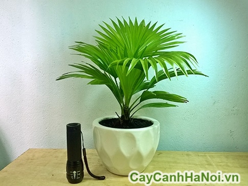 cay-co-nhat-4 cay de ban