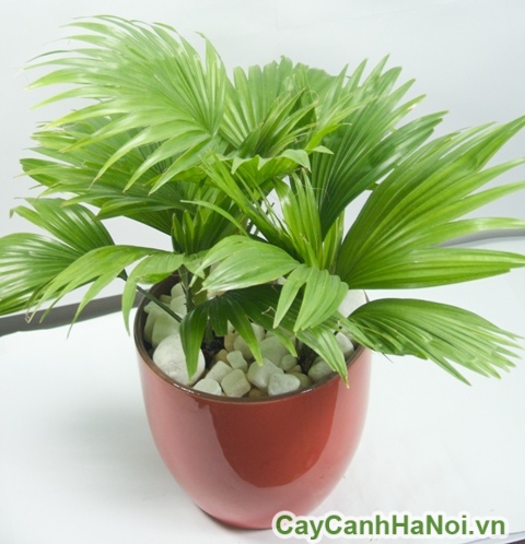 cay-co-nhat-5 cay tieu canh
