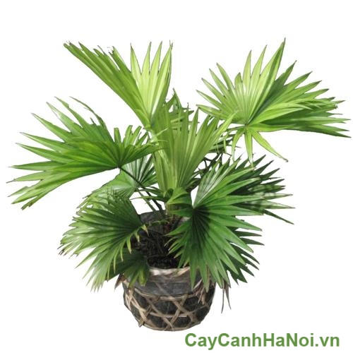 cay xanh van phong cay xanh van phong