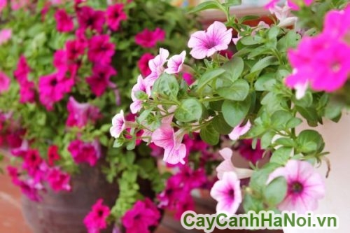 cay hoa da yen thao ha noi cay hoa da yen thao