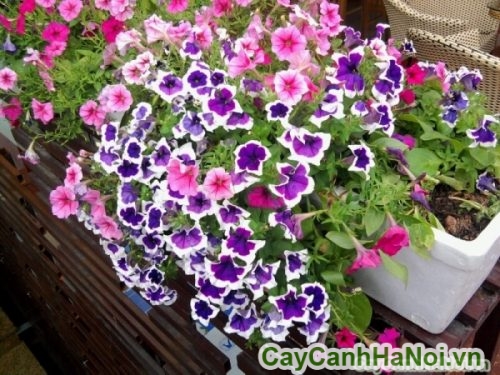 nhieu mau sac voi cay hoa da yen thao nhieu mau sac voi cay hoa da yen thao