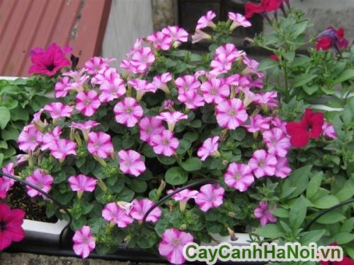 cay hoa da yen thao don cay hoa da yen thao don