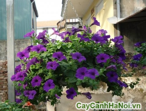 cay hao da yen thao ban cong cay hao da yen thao ban cong