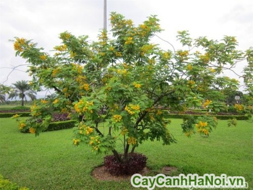 cay diep vang duoc trong trong khuon van cay diep vang duoc trong trong khuon van