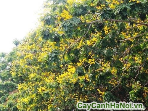 hoa cay diep vang hoa cay diep vang