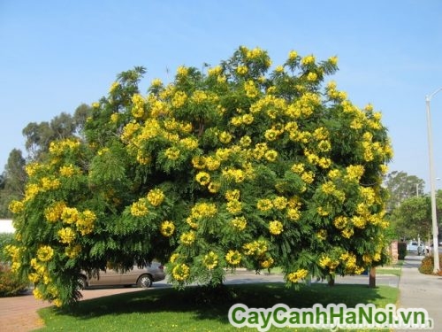 cay diep vang do thi cay diep vang do thi