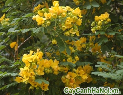 cay diep van no hoa cay diep van no hoa