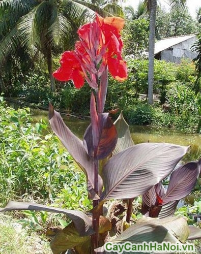 cay dong rieng lam canh cay dong rieng lam canh