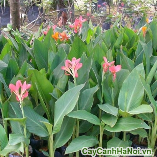 cay dong rieng cay dong rieng