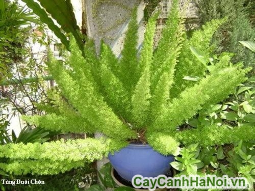 cay duoi chon cay duoi chon