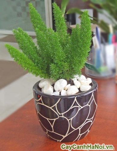 cay duoi chon de ban cay duoi chon de ban