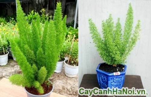 than va canh cay duoi chon than va canh cay duoi chon