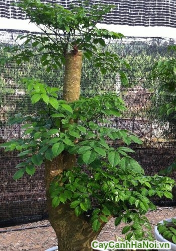 Cây Hạnh Phúc Nội Thất cay hanh phuc noi that