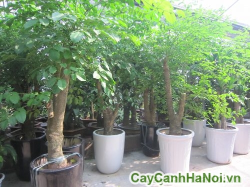 Cây Hạnh Phúc Trang Trí cay hanh phuc 2