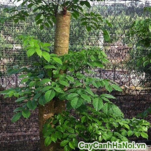 Cây Hạnh Phúc Hà Nội cay hanh phuc dep