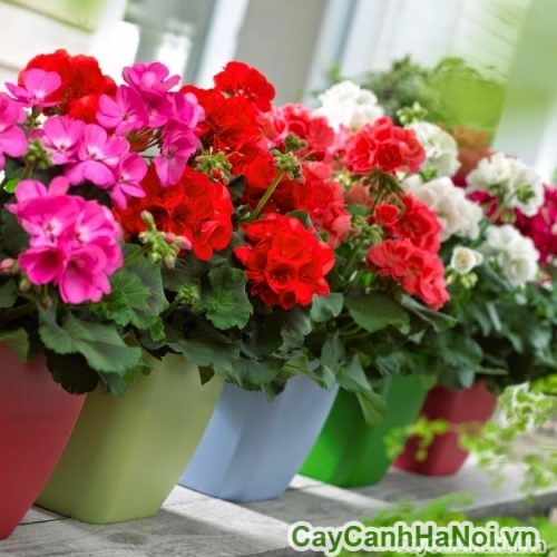 hoa phong lu trang tri ban cong hoa phong lu trang tri ban cong