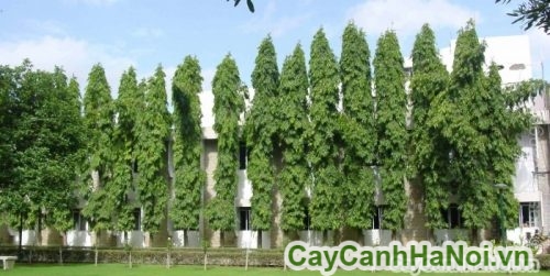 cay hoang nam cay hoang nam