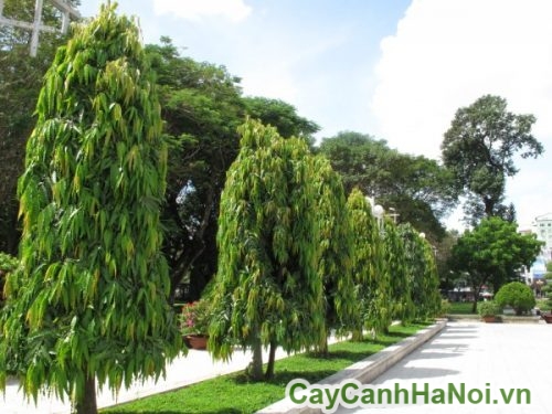 lam dep my quan lam dep my quan