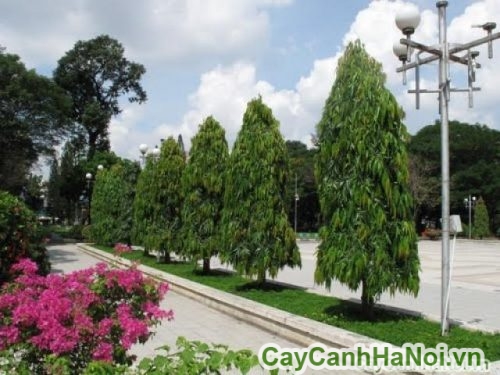 cay hoang nam duoc trong lam gia phan cach cay hoang nam duoc trong lam gia phan cach