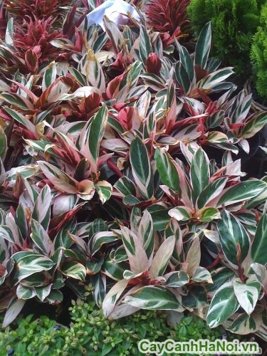 mau sac cua hong quan tu mau sac cua hong quan tu