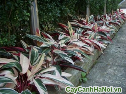 cay hong quan tu trong trong khuon vien cay hong quan tu trong trong khuon vien