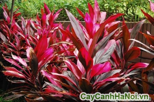 huyet du la to huyet du la to