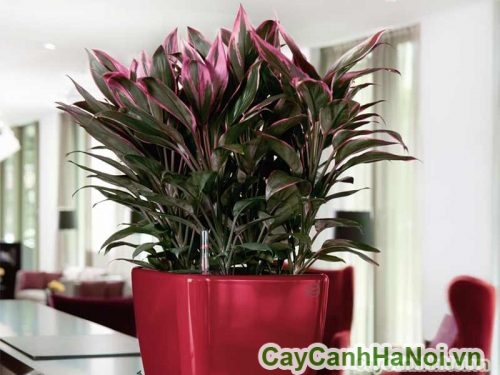 cay duoc dat tren ban