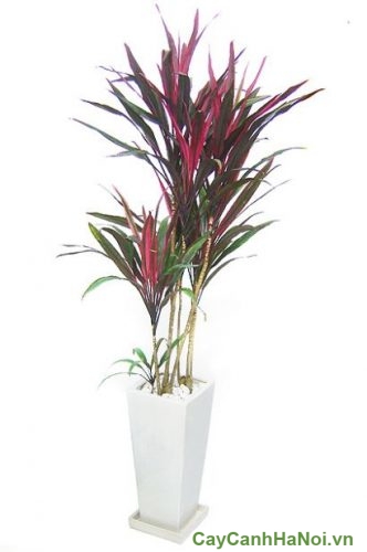 cay huyet du cay huyet du