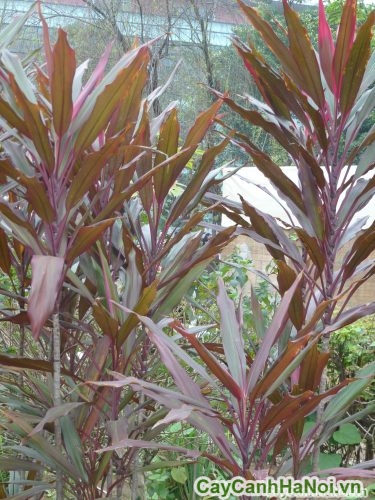 cham soc cho cay cham soc cho cay