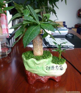 cây kim ngân để bàn cây kim ngân để bàn đẹp